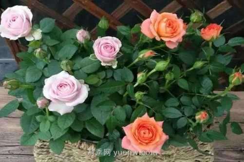 月季花品種介紹，開花多花苞大你值得擁有(圖2)