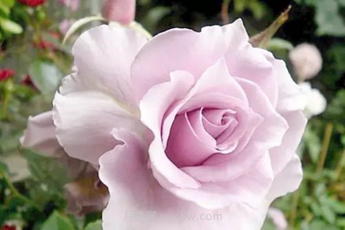 北京的市花是什么？北京的市花是月季還是菊花呢？(圖3)