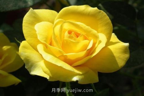 北京的市花是什么？北京的市花是月季還是菊花呢？(圖1)