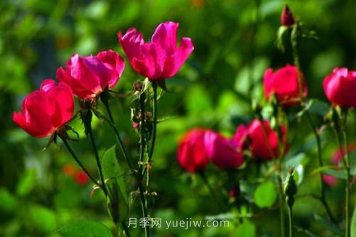 北京的市花是什么？北京的市花是月季還是菊花呢？(圖2)