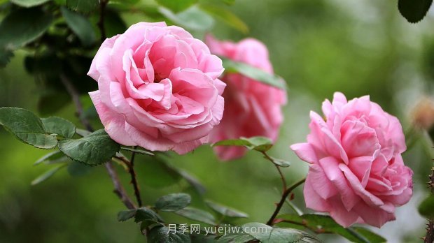 南昌濱江月季園，帶你去看天下風(fēng)流的江西月季花(圖3)