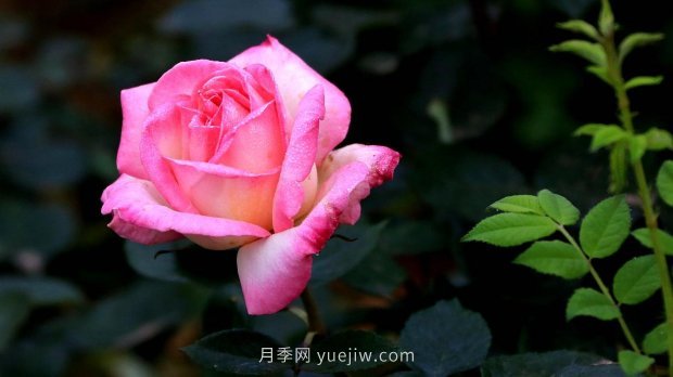 南昌濱江月季園，帶你去看天下風(fēng)流的江西月季花(圖4)