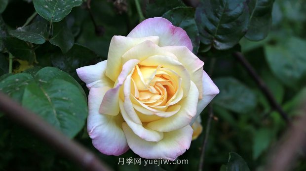 南昌濱江月季園，帶你去看天下風(fēng)流的江西月季花(圖5)