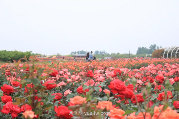 來(lái)南陽(yáng)世界月季大觀園，看超美月季花(圖冊(cè))(圖2)