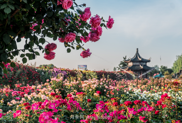 來(lái)南陽(yáng)世界月季大觀園，看超美月季花(圖冊(cè))(圖1)