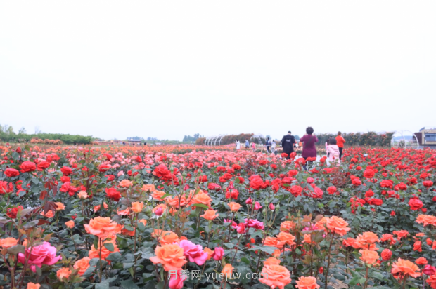 來(lái)南陽(yáng)世界月季大觀園，看超美月季花(圖冊(cè))(圖3)