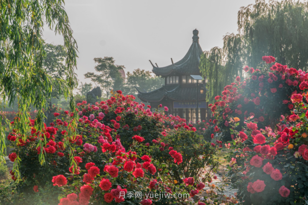 來(lái)南陽(yáng)世界月季大觀園，看超美月季花(圖冊(cè))(圖5)
