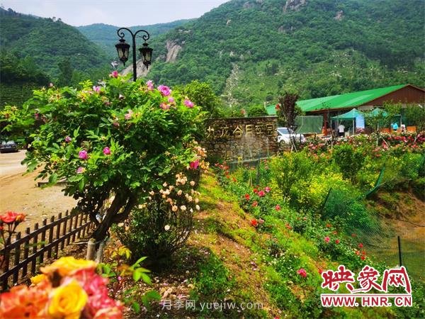 信陽(yáng)羅山:月季飄香 美麗鄉(xiāng)村綻放美麗經(jīng)濟(jì)(圖1) 信陽(yáng)羅山:月季飄香 美麗鄉(xiāng)村綻放美麗經(jīng)濟(jì)(圖1)