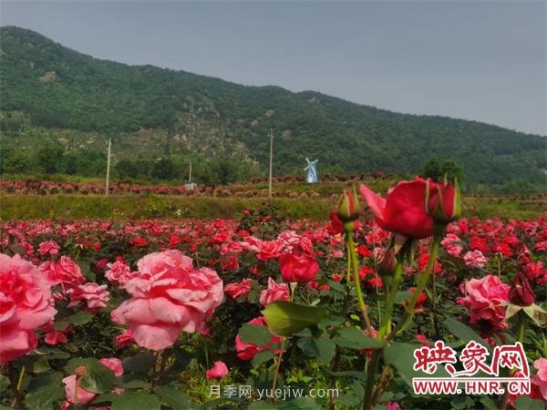 信陽(yáng)羅山:月季飄香 美麗鄉(xiāng)村綻放美麗經(jīng)濟(jì)(圖2) 信陽(yáng)羅山:月季飄香 美麗鄉(xiāng)村綻放美麗經(jīng)濟(jì)(圖2)