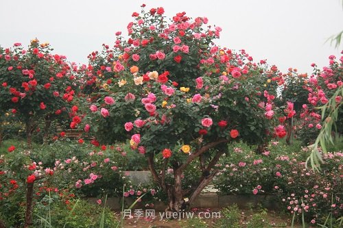 國內(nèi)月季八成市場來自河南南陽，年產(chǎn)值25億(圖1)