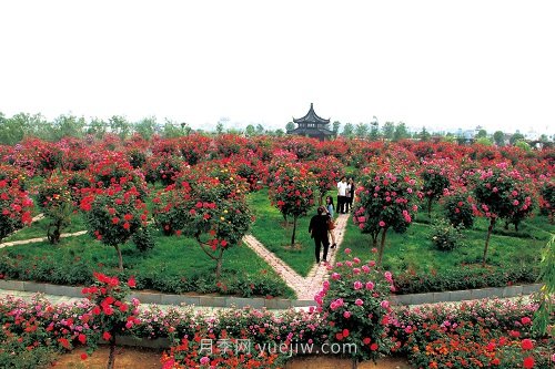 國內(nèi)月季八成市場來自河南南陽，年產(chǎn)值25億(圖2)