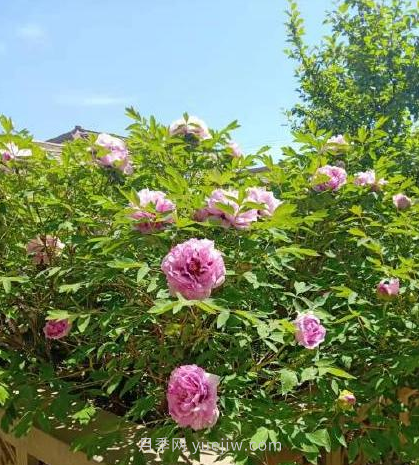 河南18市市花大全！月季居然同為8個市的市花(圖4)