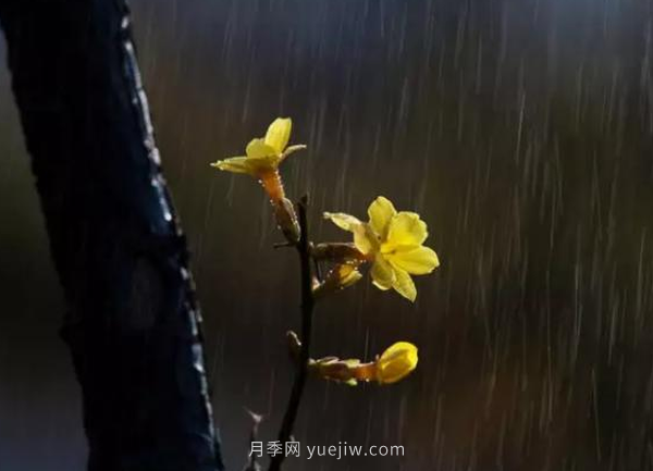 河南18市市花大全！月季居然同為8個市的市花(圖6)