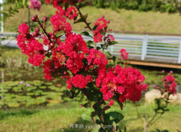 河南18市市花大全！月季居然同為8個市的市花(圖5)