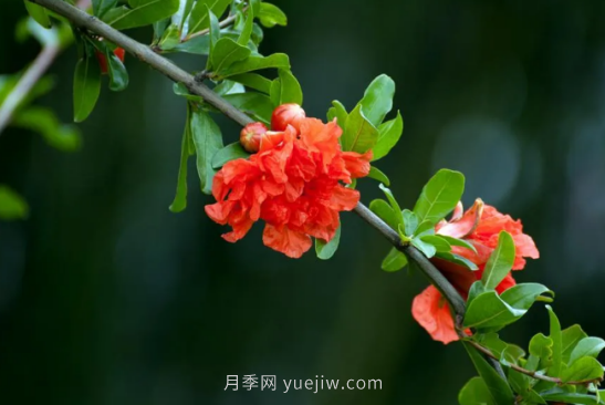 河南18市市花大全！月季居然同為8個市的市花(圖3)