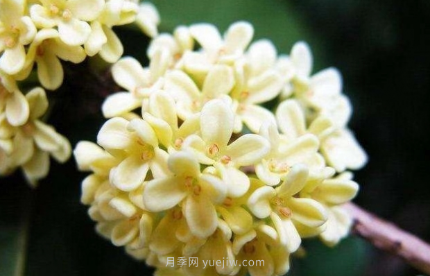 河南18市市花大全！月季居然同為8個市的市花(圖7)
