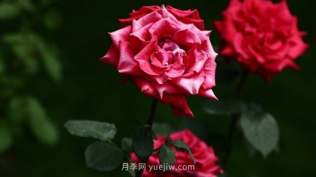 月季苗哪里買(mǎi)？買(mǎi)哪種規(guī)格的苗？買(mǎi)什么品種的苗？(圖2)