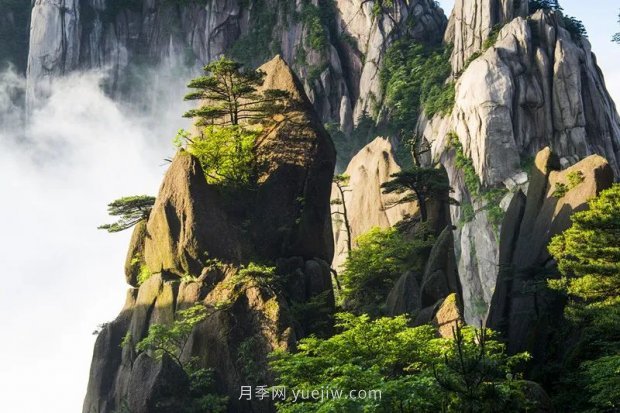 春季***近一個月成交量***高的十大苗木排行榜(圖6)