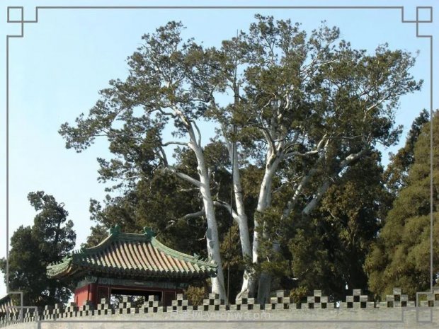 春季***近一個月成交量***高的十大苗木排行榜(圖7)