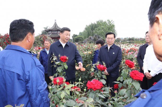 ***走進這片花海，南陽月季產業(yè)生態(tài)富民(圖1)