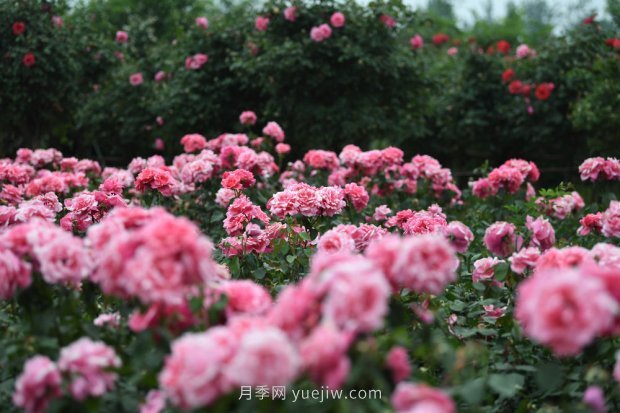 ***走進這片花海，南陽月季產業(yè)生態(tài)富民(圖3)