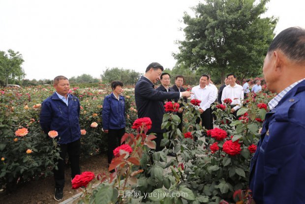 ***走進這片花海，南陽月季產業(yè)生態(tài)富民(圖2)