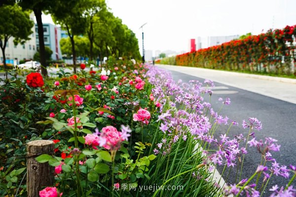 百個(gè)景點(diǎn)、百條花道、百里花帶……未來(lái)幾月，上海繁花似錦(圖7)