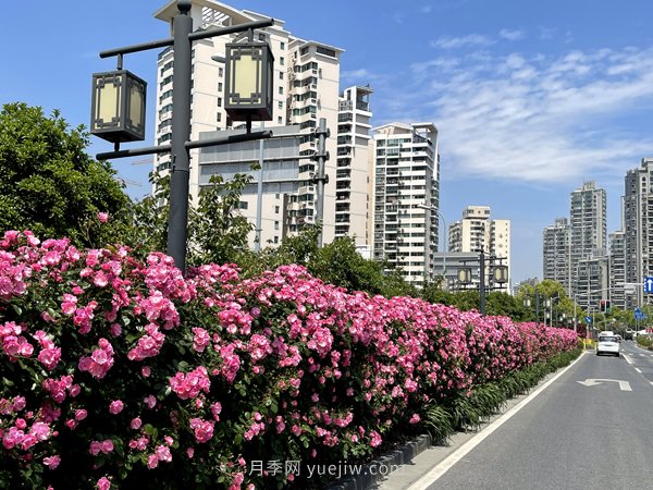 百個(gè)景點(diǎn)、百條花道、百里花帶……未來(lái)幾月，上海繁花似錦(圖6)
