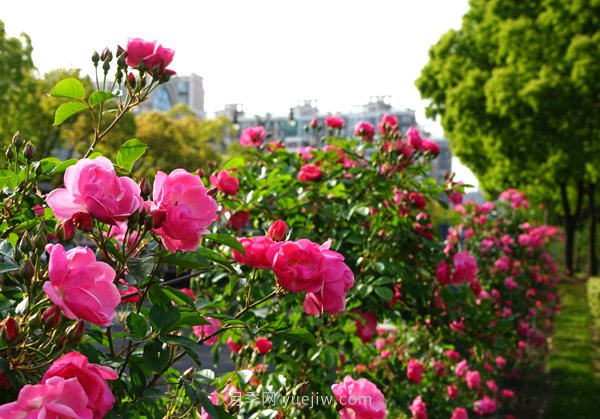 百個(gè)景點(diǎn)、百條花道、百里花帶……未來(lái)幾月，上海繁花似錦(圖2)