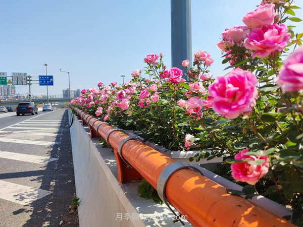 百個(gè)景點(diǎn)、百條花道、百里花帶……未來(lái)幾月，上海繁花似錦(圖9)