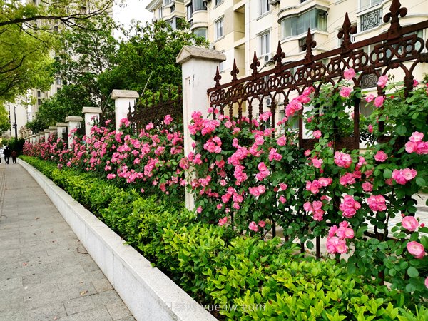 百個(gè)景點(diǎn)、百條花道、百里花帶……未來(lái)幾月，上海繁花似錦(圖1)