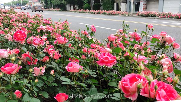 百個(gè)景點(diǎn)、百條花道、百里花帶……未來(lái)幾月，上海繁花似錦(圖8)