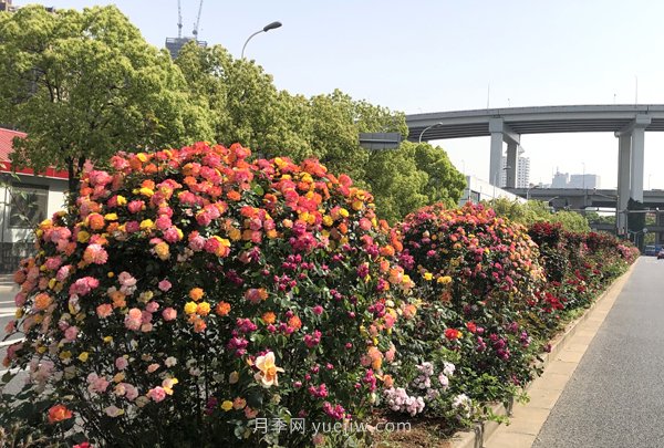 百個(gè)景點(diǎn)、百條花道、百里花帶……未來(lái)幾月，上海繁花似錦(圖5)
