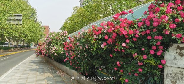 屬于月季的***美賞花季來了！上海正打造百條花道(圖6)