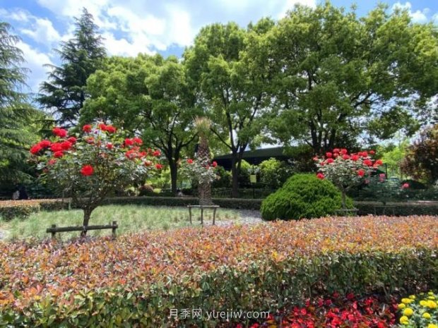 上海哪里月季花***美？到這些公園來看月季吧！(圖11)
