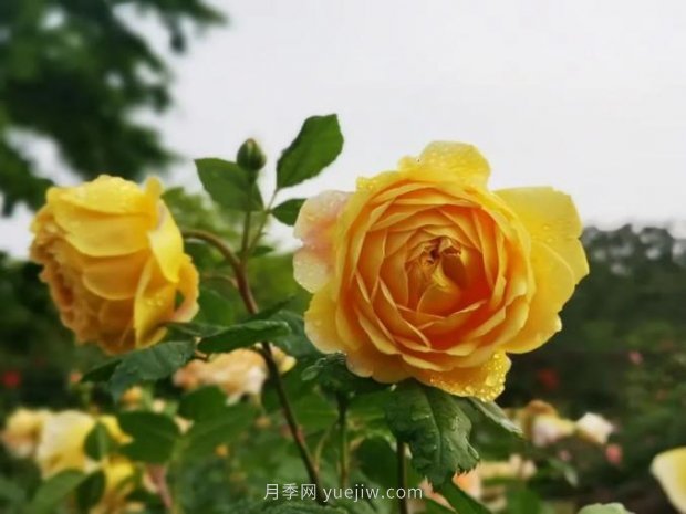 上海哪里月季花***美？到這些公園來看月季吧！(圖2)