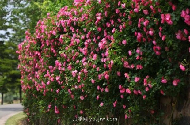 上海哪里月季花***美？到這些公園來看月季吧！(圖5)