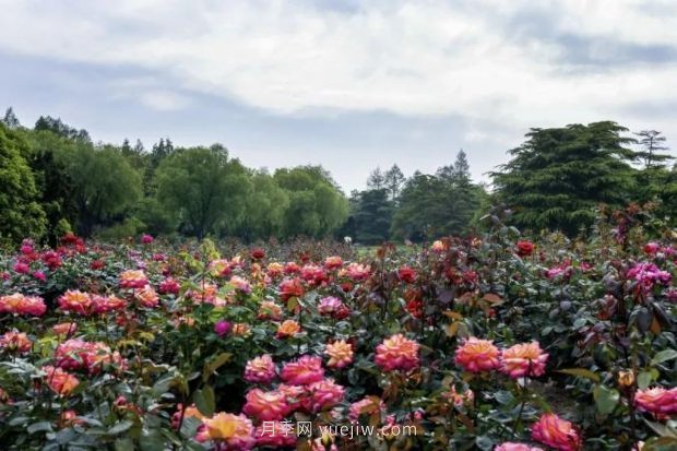 上海哪里月季花***美？到這些公園來看月季吧！(圖6)