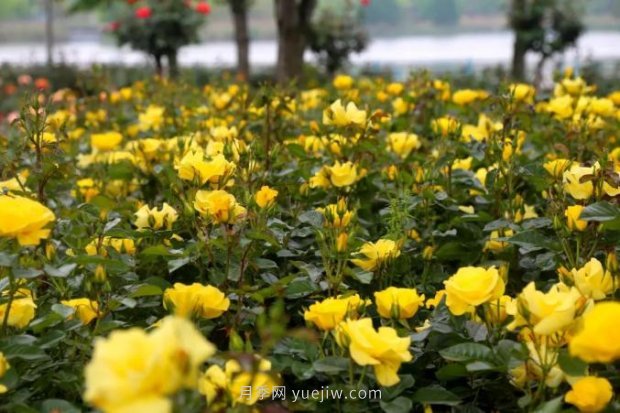 上海哪里月季花***美？到這些公園來看月季吧！(圖9)