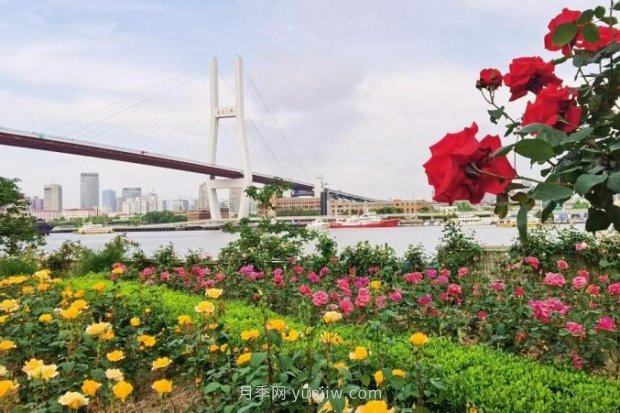 上海哪里月季花***美？到這些公園來看月季吧！(圖15)