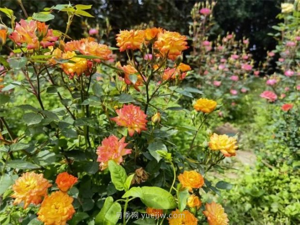 上海哪里月季花***美？到這些公園來看月季吧！(圖8)