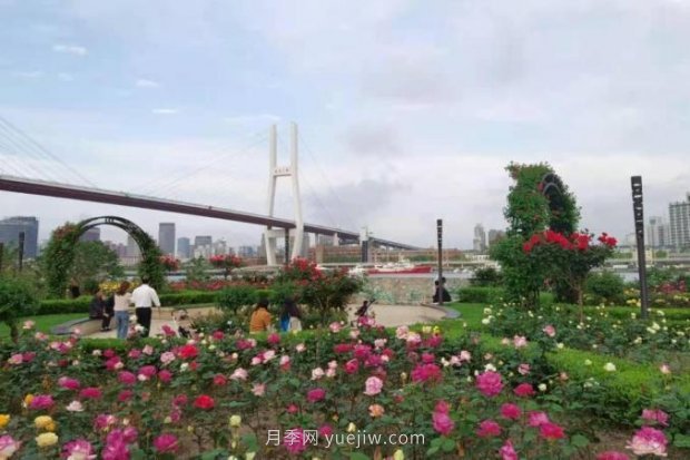 上海哪里月季花***美？到這些公園來看月季吧！(圖14)