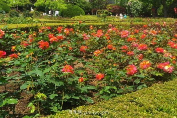 上海哪里月季花***美？到這些公園來看月季吧！(圖13)