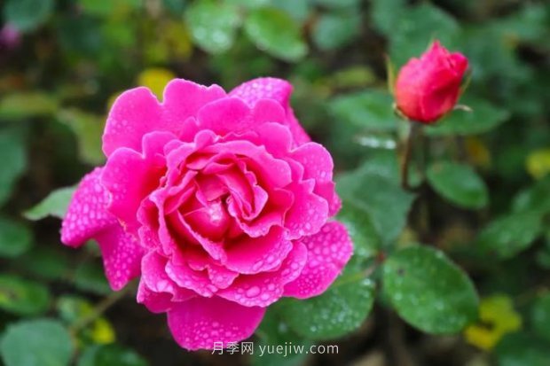 上海哪里月季花***美？到這些公園來看月季吧！(圖10)