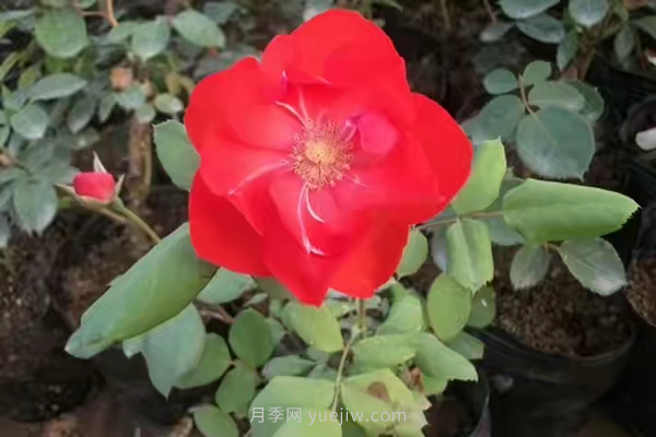 武漢花路看5600米月季花景觀帶，各類(lèi)月季品種美不勝收(圖4)