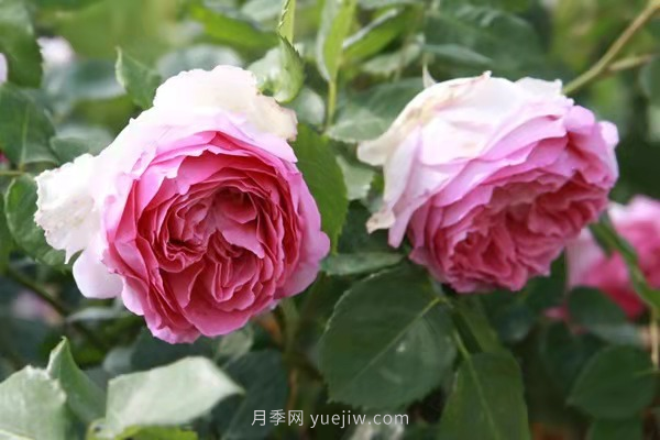 武漢花路看5600米月季花景觀帶，各類(lèi)月季品種美不勝收(圖9)
