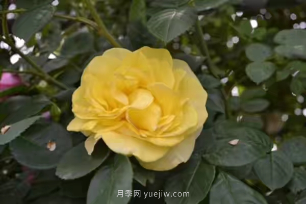 武漢花路看5600米月季花景觀帶，各類(lèi)月季品種美不勝收(圖5)