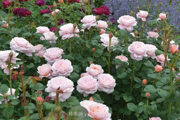 武漢花路看5600米月季花景觀帶，各類(lèi)月季品種美不勝收(圖8)