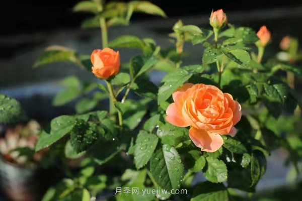 武漢花路看5600米月季花景觀帶，各類(lèi)月季品種美不勝收(圖10)