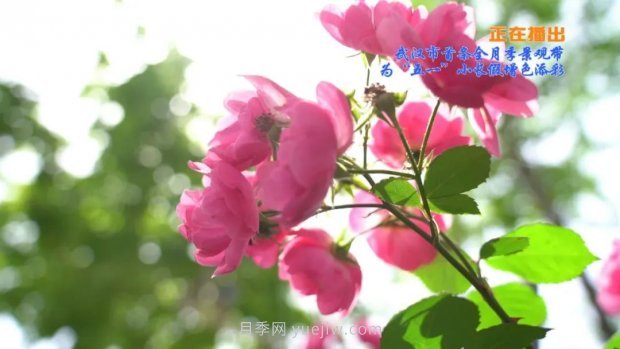 武漢花路看5600米月季花景觀帶，各類(lèi)月季品種美不勝收(圖2)